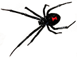 Image of black widow spider shows distinct red violin shaped spot on back